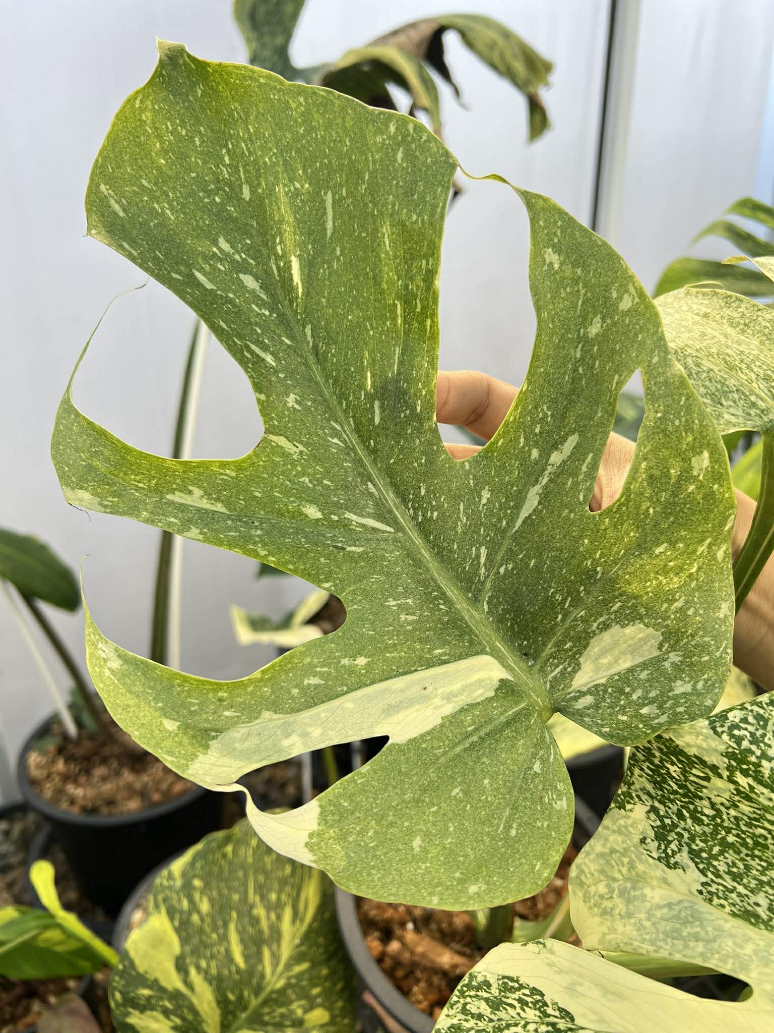 Close-up of a variegated monstera leaf held by a hand against a blurred indoor plant background.