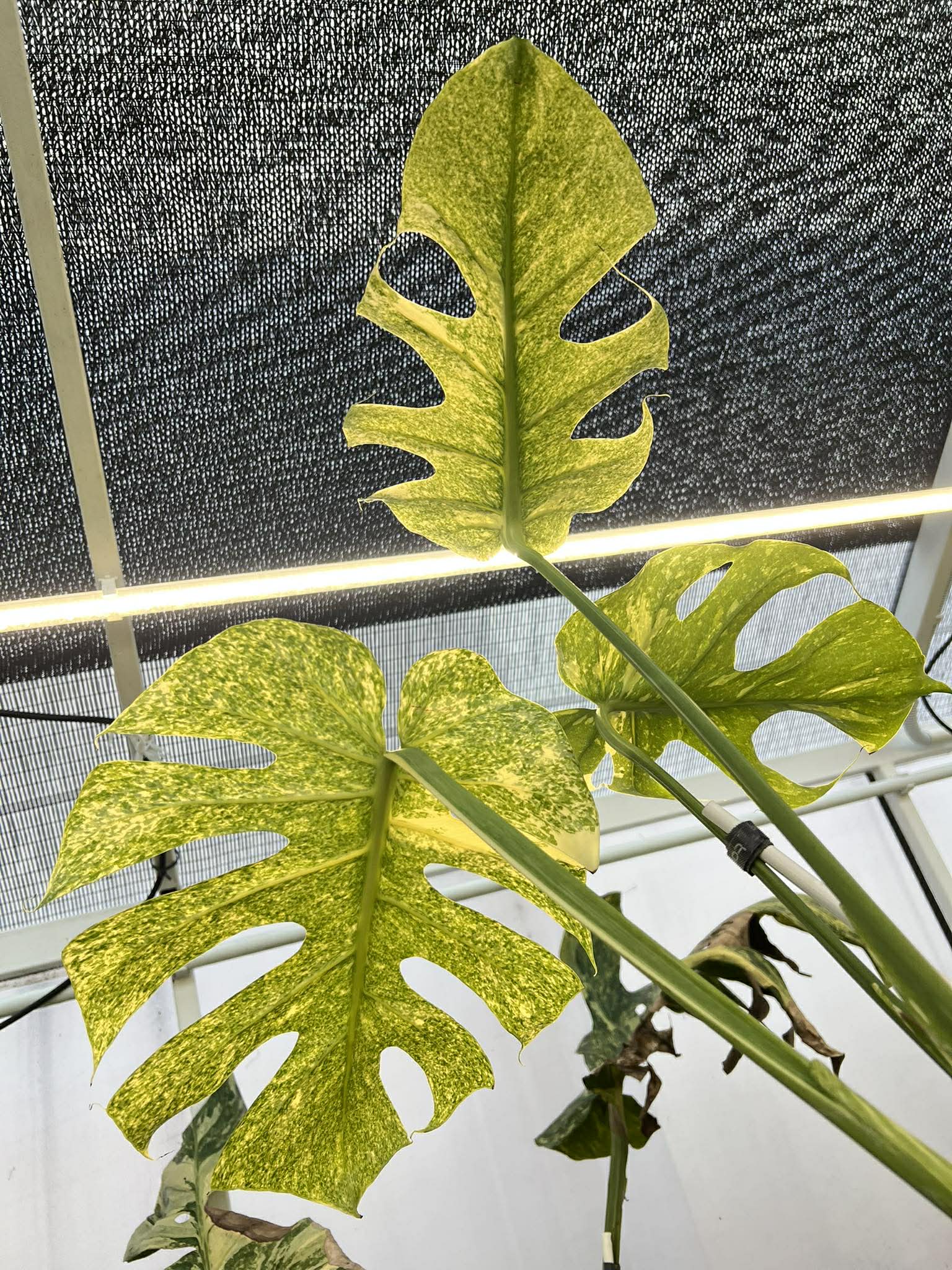 Monstera plant leaves with a textured wall and light fixture in the background