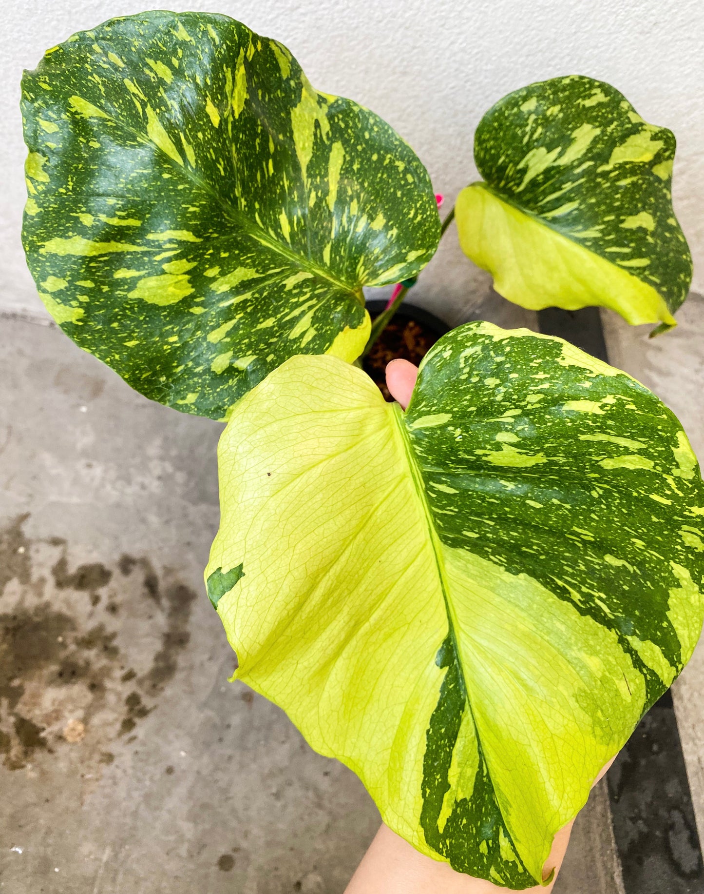 Monstera Deliciosa 'Electrolight' Variegated *pre-order import*