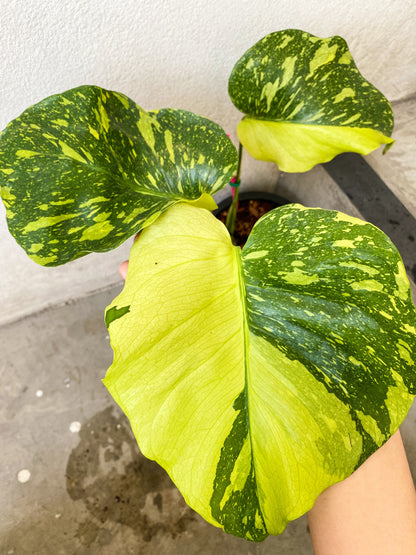 Monstera Deliciosa 'Electrolight' Variegated *pre-order import*