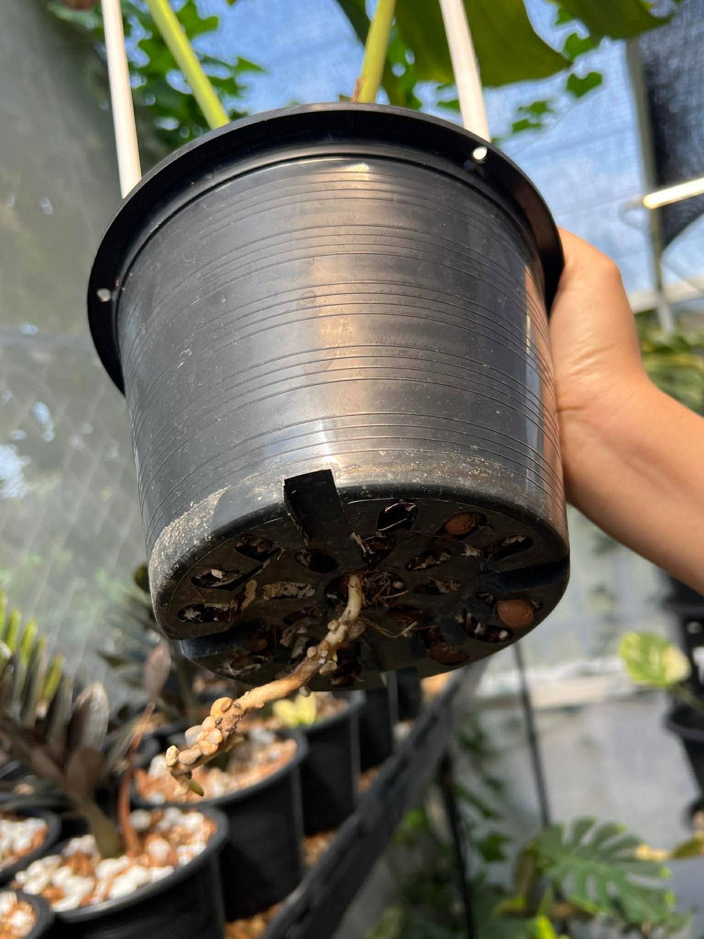 Monstera Deliciosa 'Golden Mint' Variegated *pre-order import*