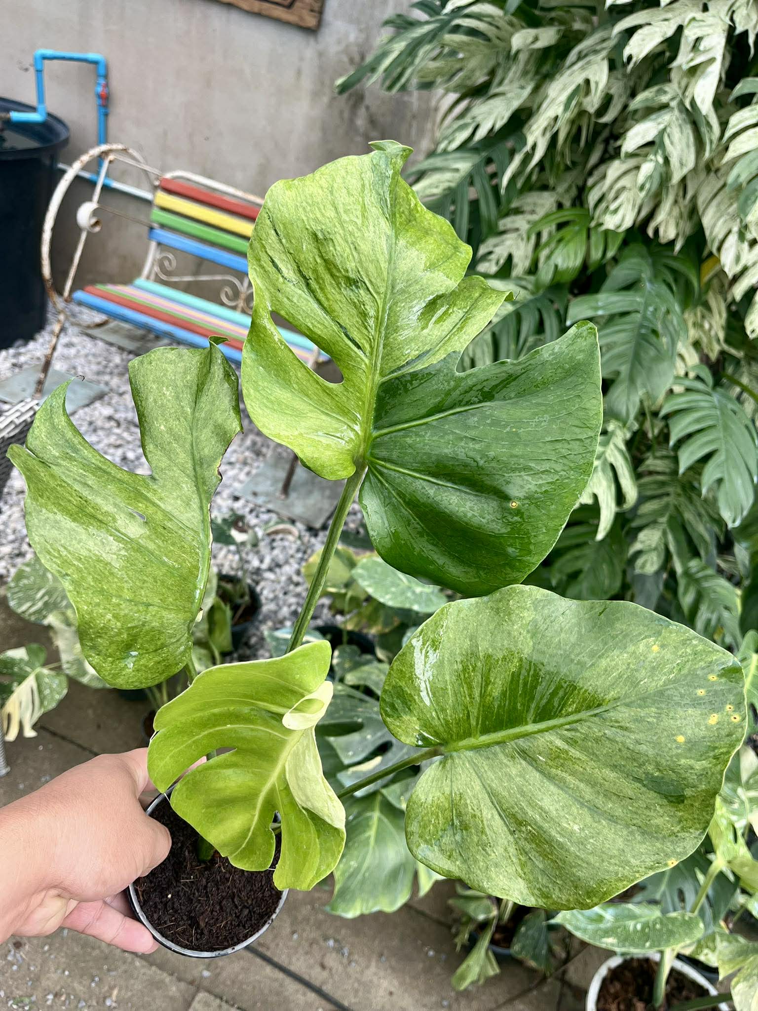 Person holding a rare variegated Monstera potted plant with large green leaves in an outdoor setting.
