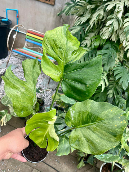 Person holding a rare variegated Monstera potted plant with large green leaves in an outdoor setting.