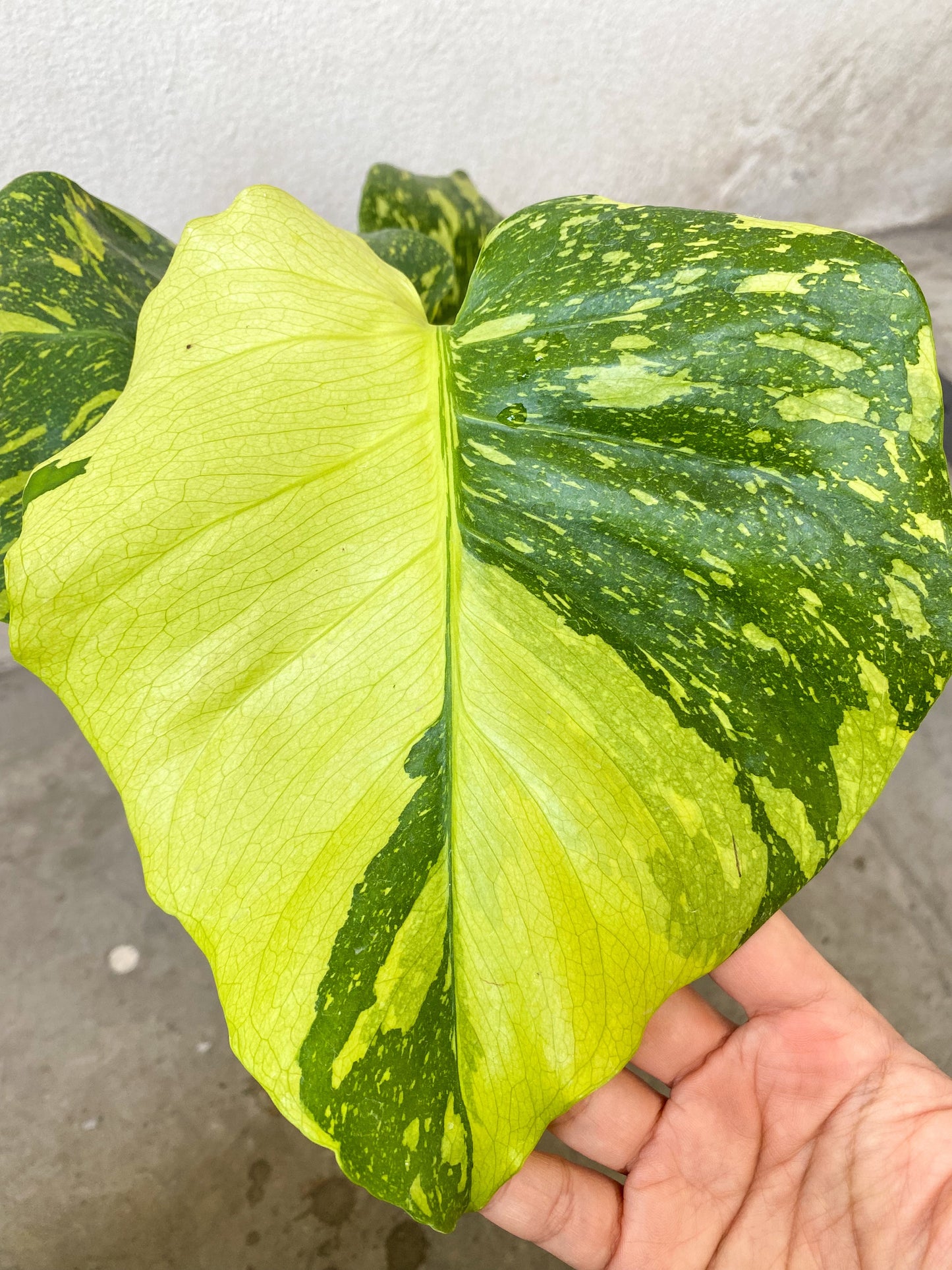 Monstera Deliciosa 'Electrolight' Variegated *pre-order import*