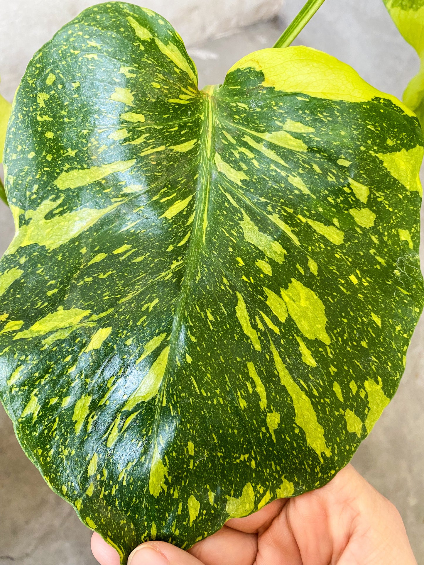 Monstera Deliciosa 'Electrolight' Variegated *pre-order import*