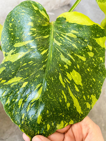 Monstera Deliciosa 'Electrolight' Variegated *pre-order import*