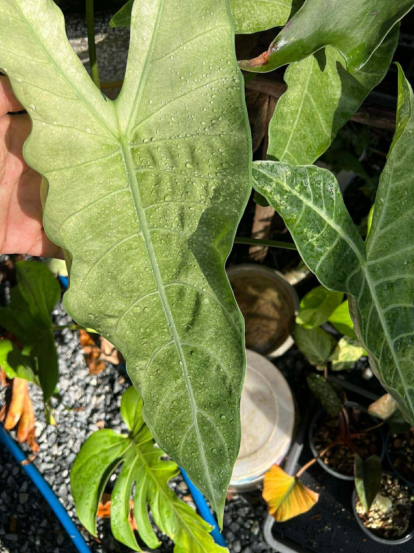 CORM - *RARE* Alocasia Longiloba Fog Mint Variegated