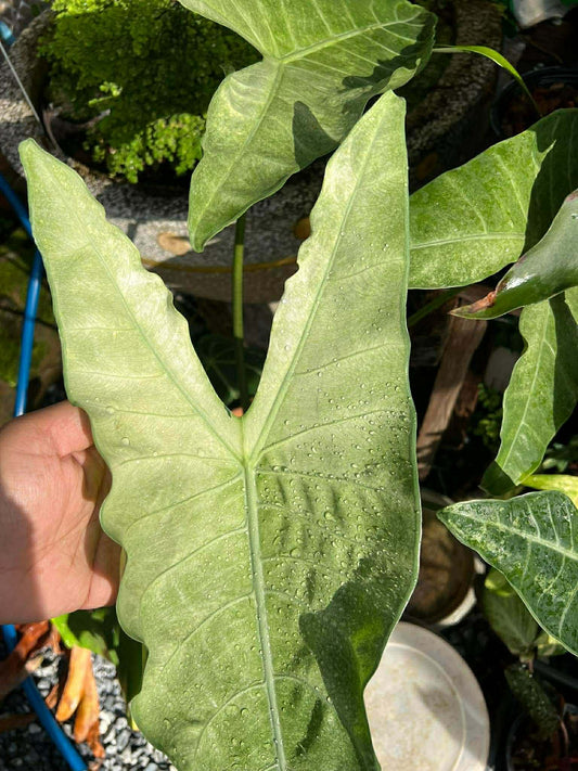 CORM - *RARE* Alocasia Longiloba Fog Mint Variegated
