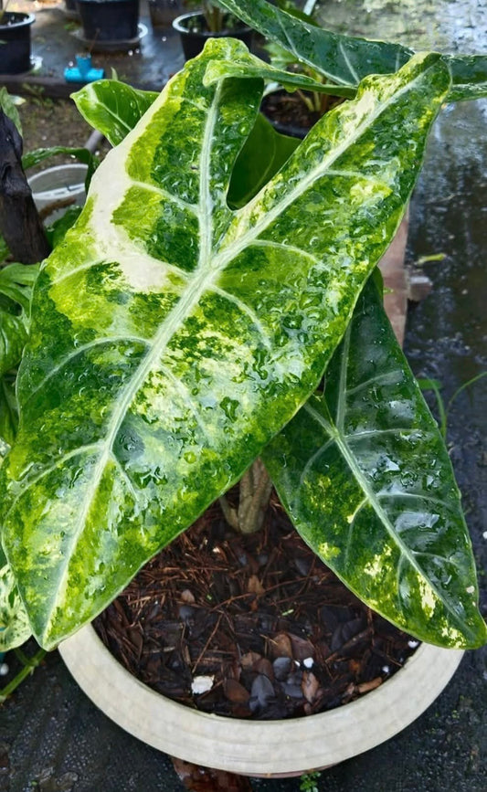 1x CORM - Alocasia Longiloba ‘Tripartite’ Variegated (Rare)  *Pre-Order Import*