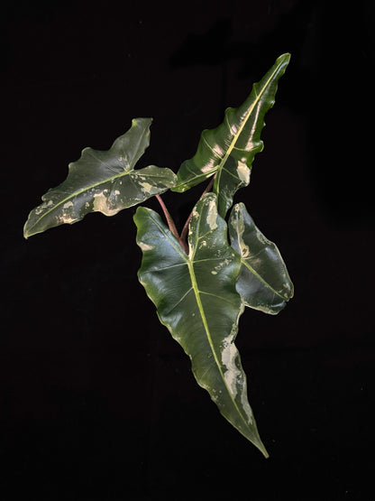 Alocasia Sarian Albo Variegated