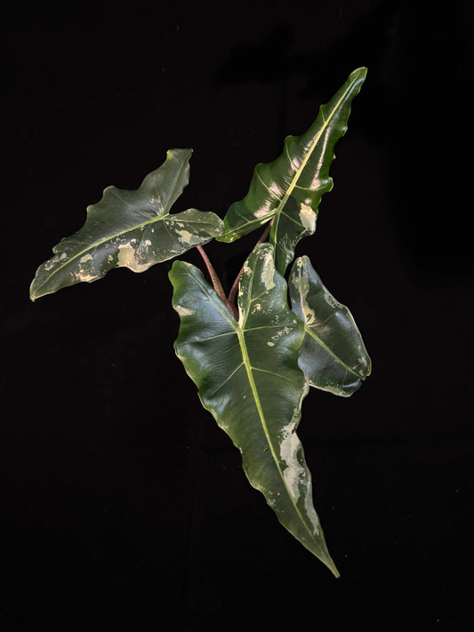 Alocasia Sarian Albo Variegated