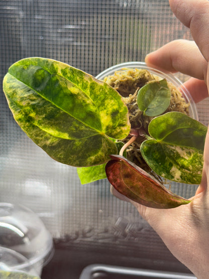 Anthurium (Var. Papillilaminum x AOS(SKG)) Variegated