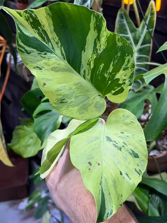 Rare! Monstera Light Line Variegated