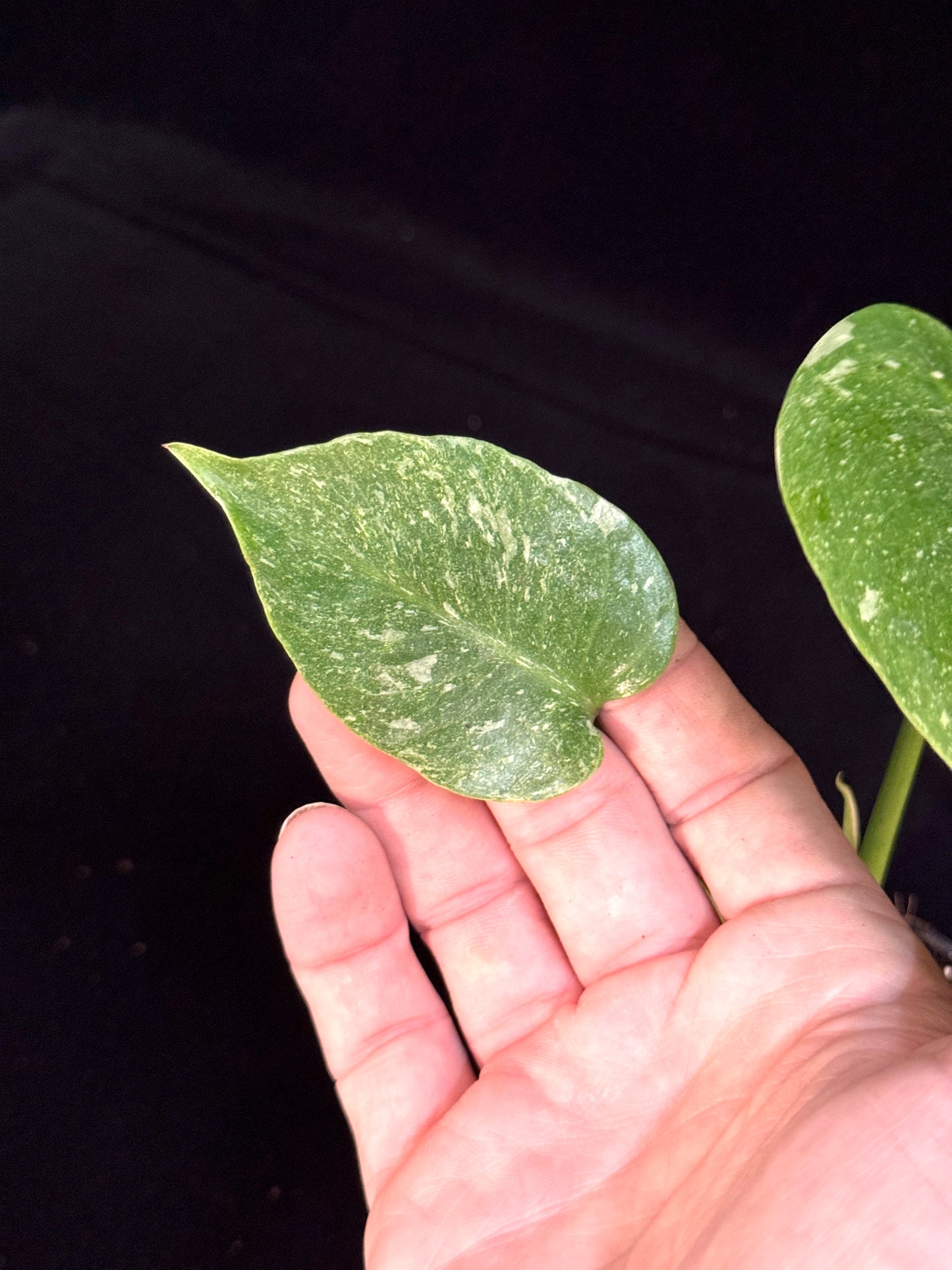 Monstera Thai Constellation *SPECIAL PICK*