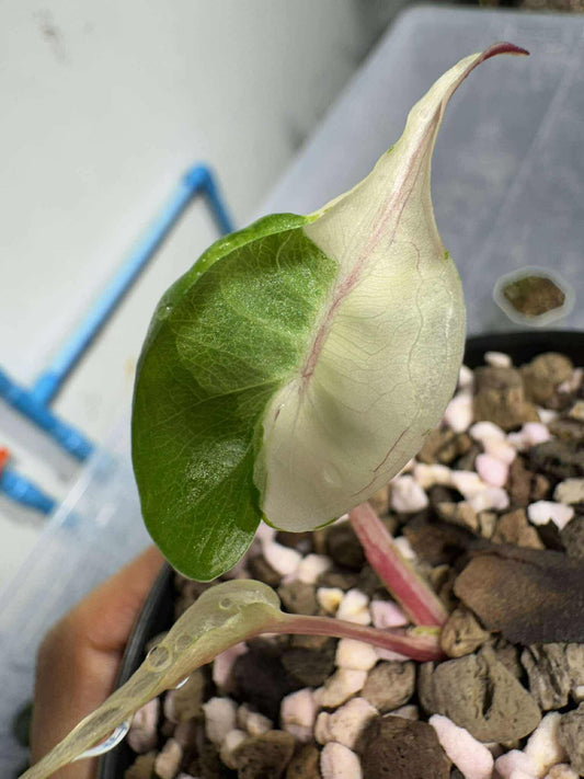 Alocasia Stingray Albo Pink variegated *pre-order import*