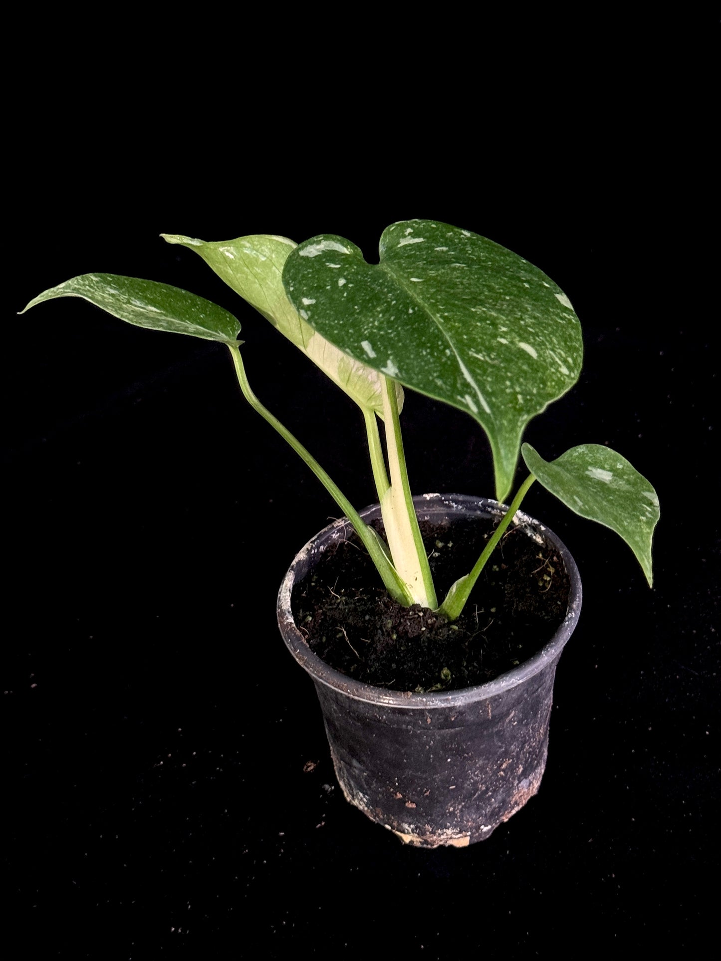 Monstera Thai Constellation *SPECIAL PICK*