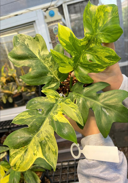 Philodendron Distantilobum Aurea Variegated *Pre-Order Import*