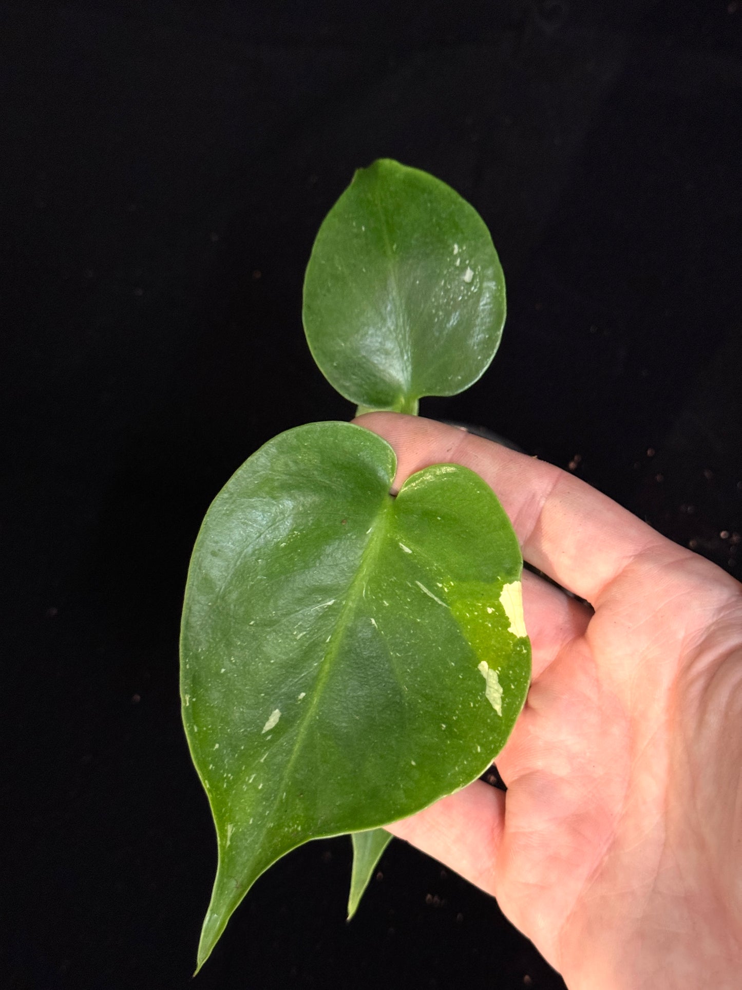 Monstera Thai Constellation *SPECIAL PICK*