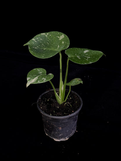 Monstera Thai Constellation *SPECIAL PICK*