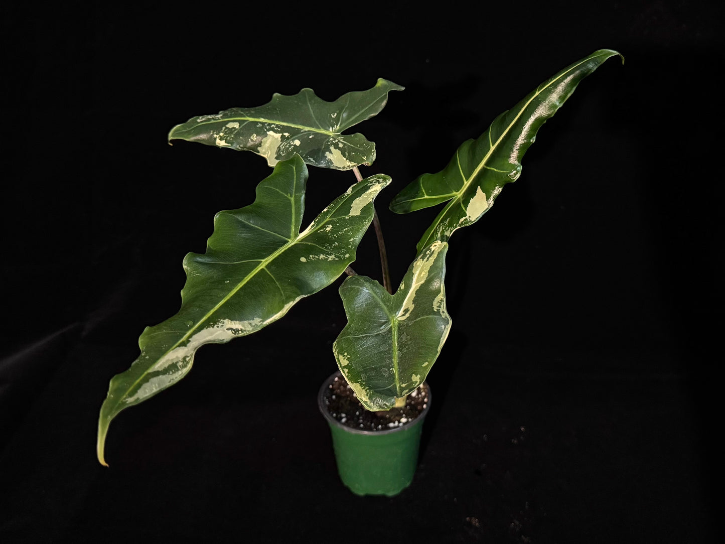 Alocasia Sarian Albo Variegated