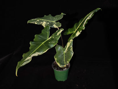 Alocasia Sarian Albo Variegated
