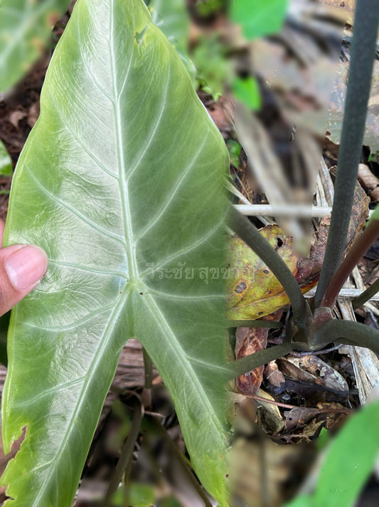 1x CORM - Alocasia Longiloba Silver, Black Stem & Green Leaf Back (New Rare Variety) *Pre-Order Import*