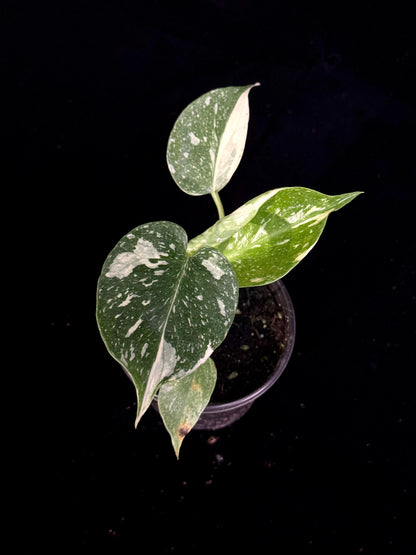 Monstera Thai Constellation *SPECIAL PICK*