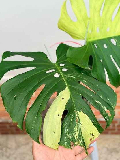 Monstera Lemon Mint Variegated *import*