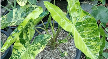 1x CORM - Alocasia Longiloba ‘Super Yellow’ Variegated *Pre-Order Import*