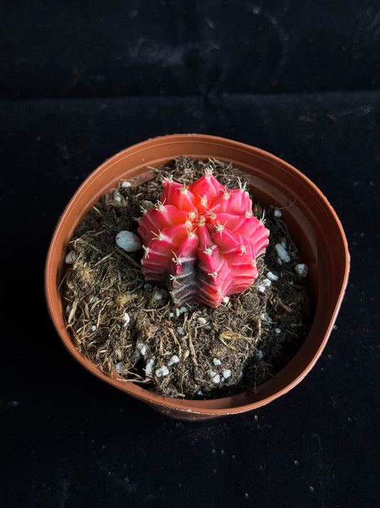 Cactus Colorball - Growers Choice