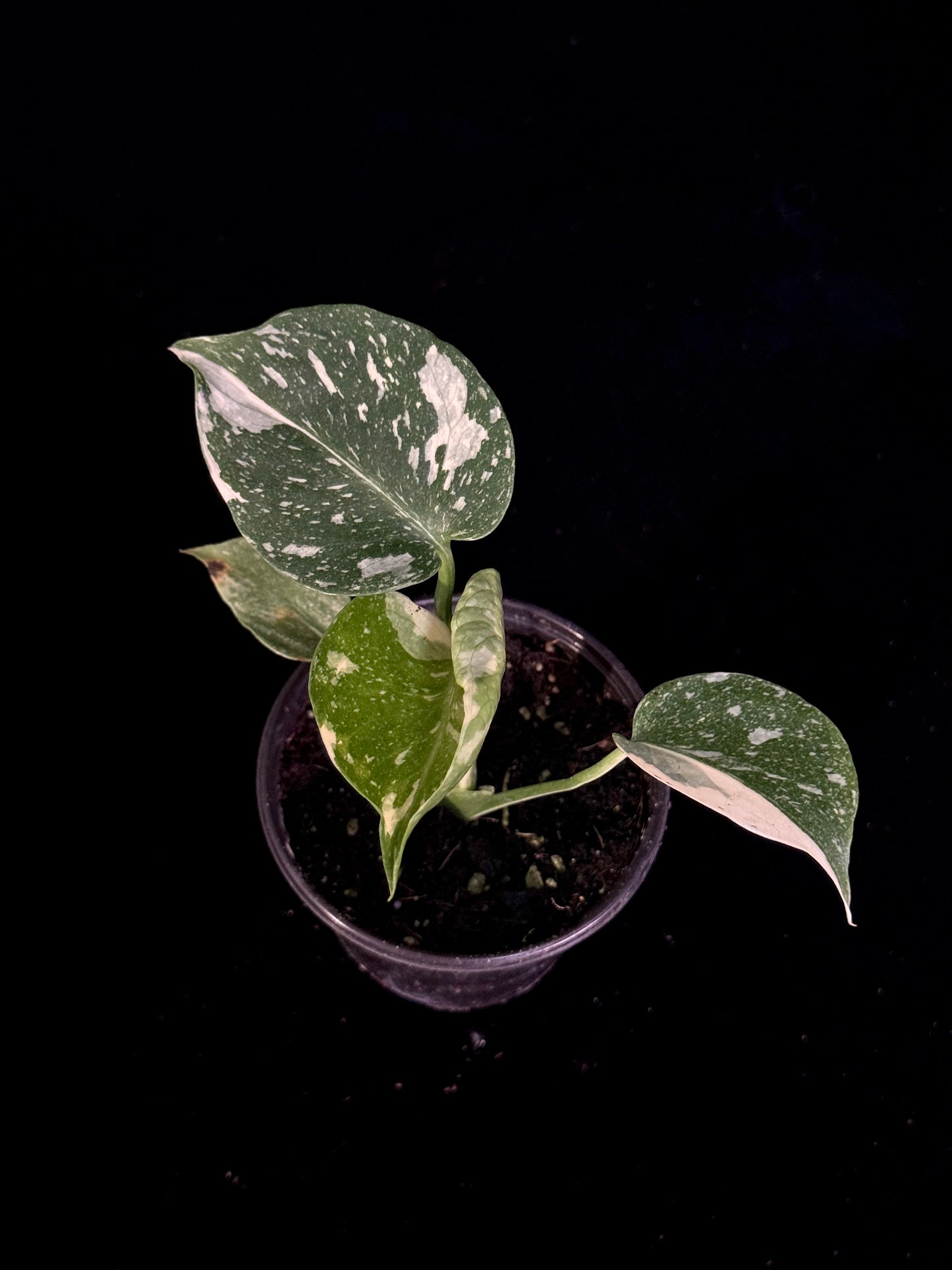 Monstera Thai Constellation *SPECIAL PICK*