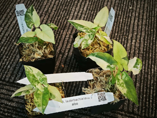 Alocasia Lauterbachiana Albo Variegated *pre-order import* (small)