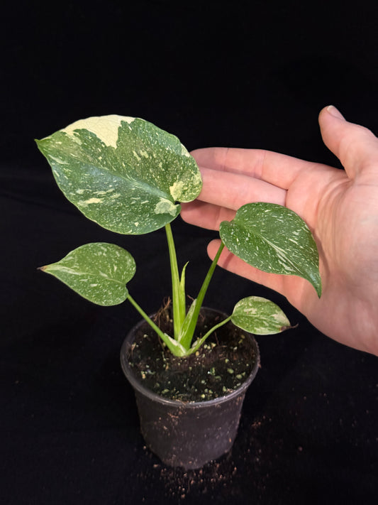 Monstera Thai Constellation *SPECIAL PICK*