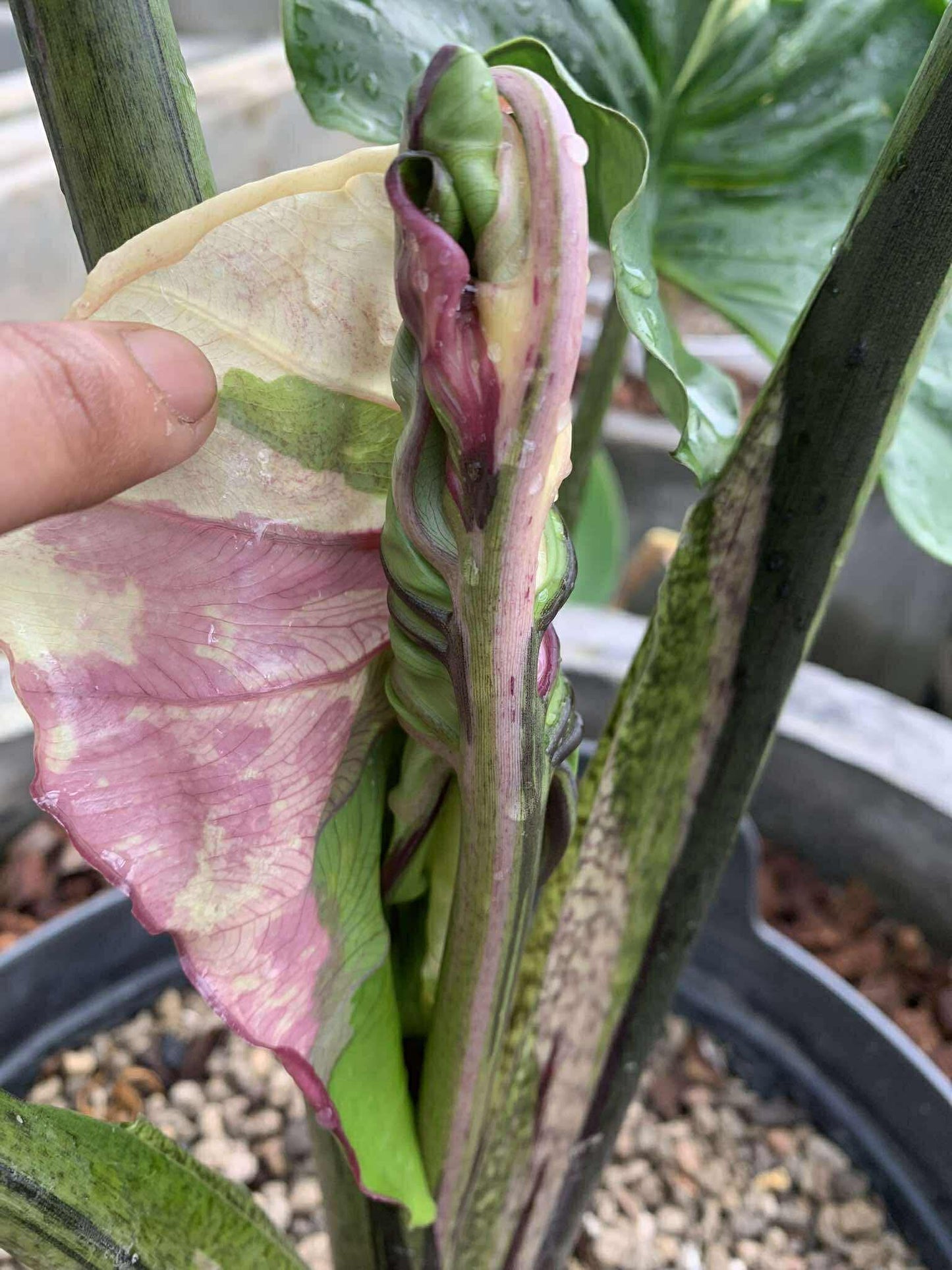 1x CORM - Stingray Albo Pink *pre-order import*