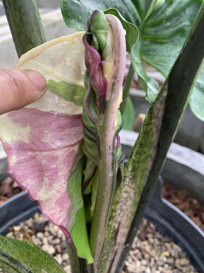 1x CORM - Stingray Albo Pink *pre-order import*