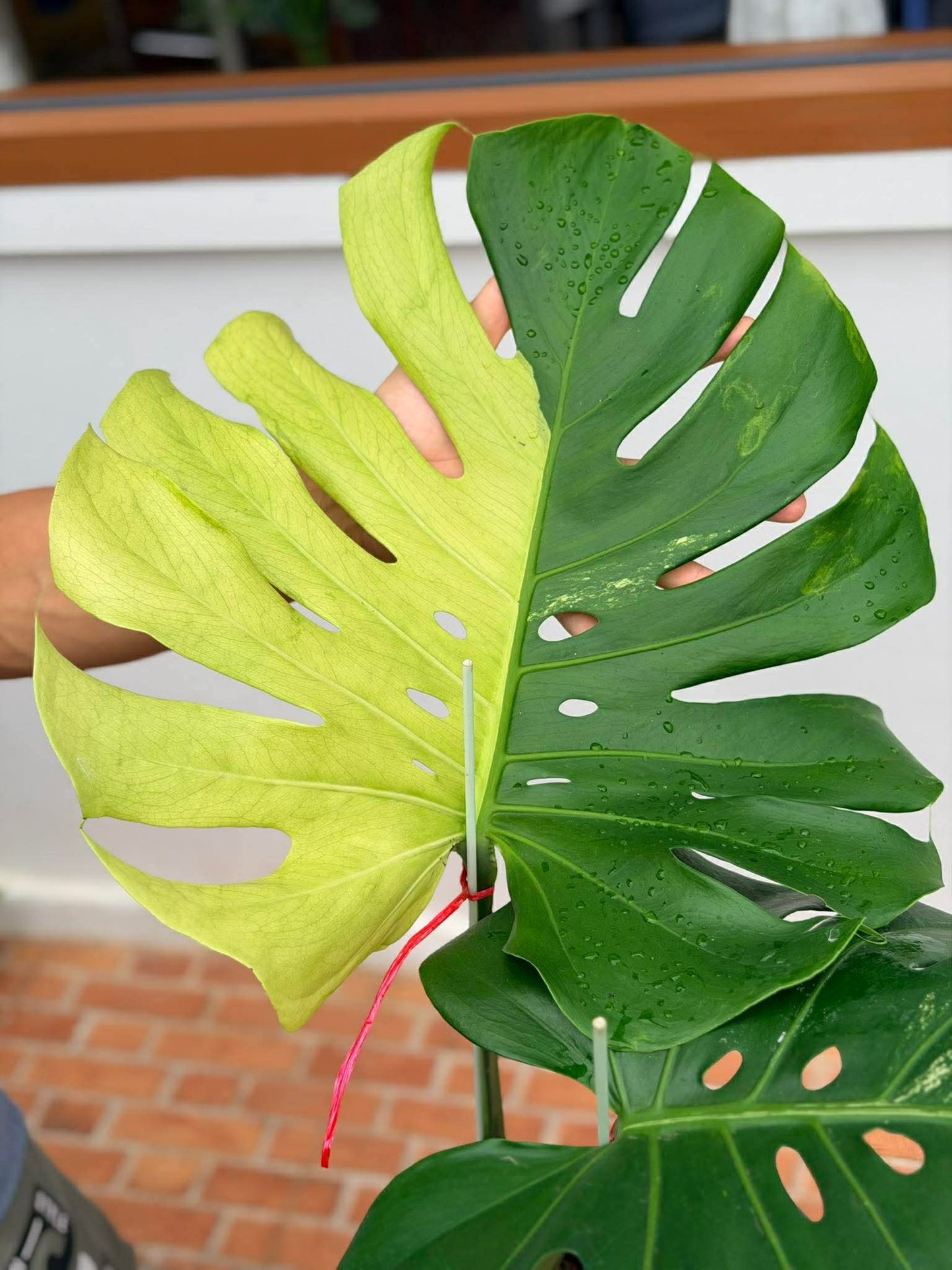 Monstera Lemon Mint Variegated *import*