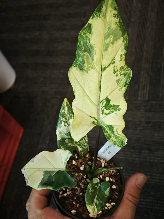 Alocasia Lauterbachiana Albo Variegated *pre-order import*