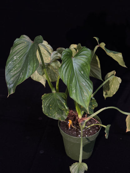 Philodendron Mamei - LONG LEAF MUTATION