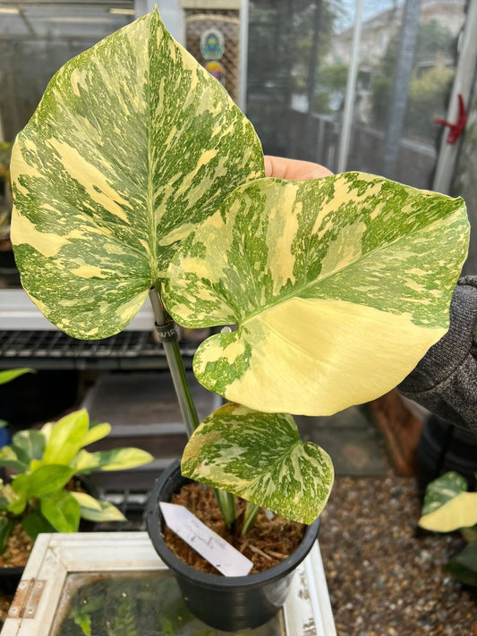 Monstera Creme Brulee *Import Pre-Order*