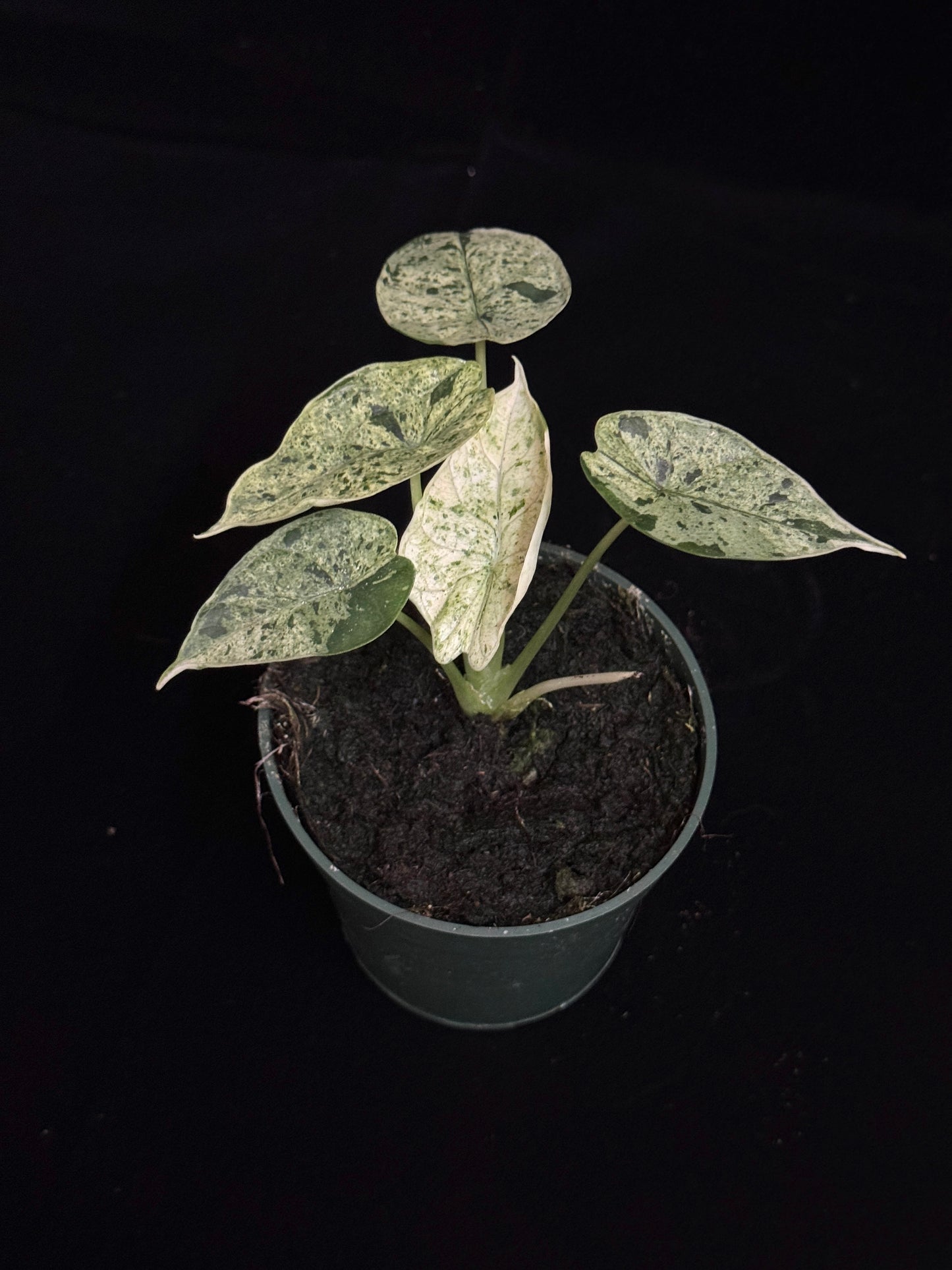Alocasia Dragon Scale Mint - High Var (growers choice)