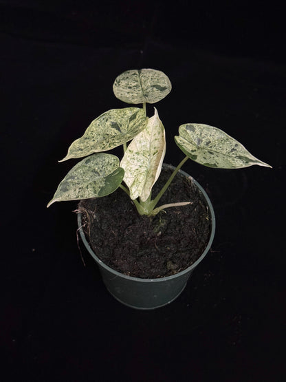 Alocasia Dragon Scale Mint - High Var (growers choice)