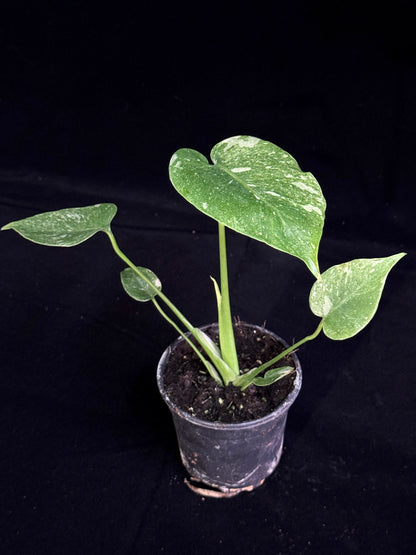 Monstera Thai Constellation *SPECIAL PICK*