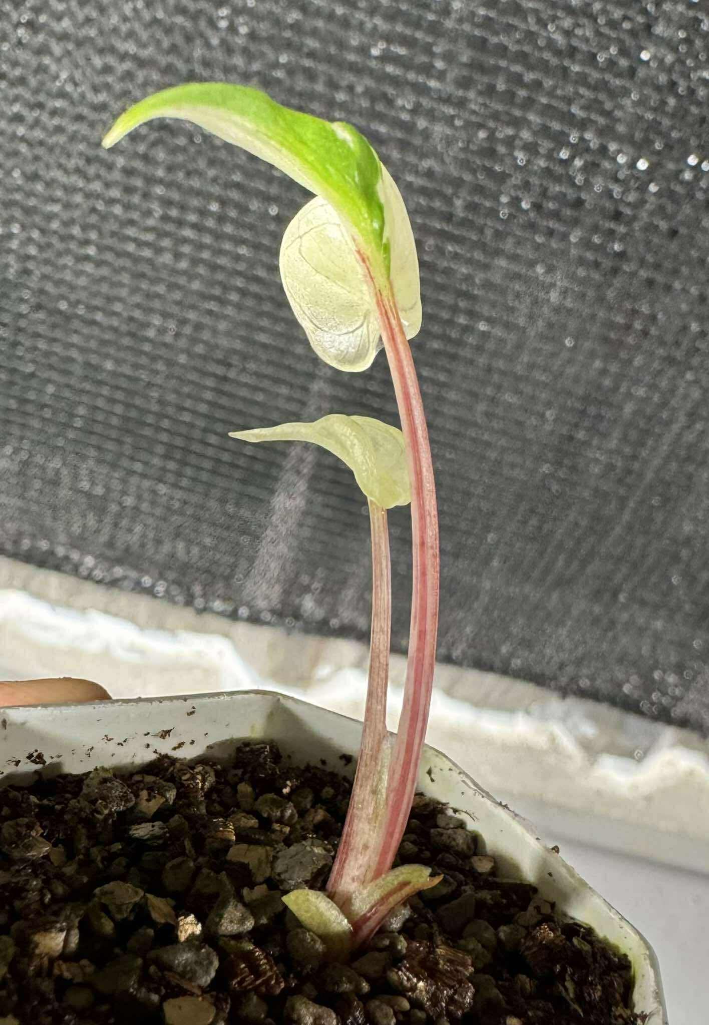 Alocasia Stingray Albo Pink variegated *pre-order import*