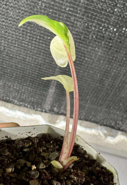 Alocasia Stingray Albo Pink variegated *pre-order import*