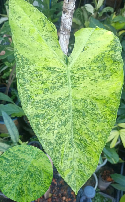 CORM - Longiloba 'Aurea Marble' Yellow Variegated aka Sponge Skin