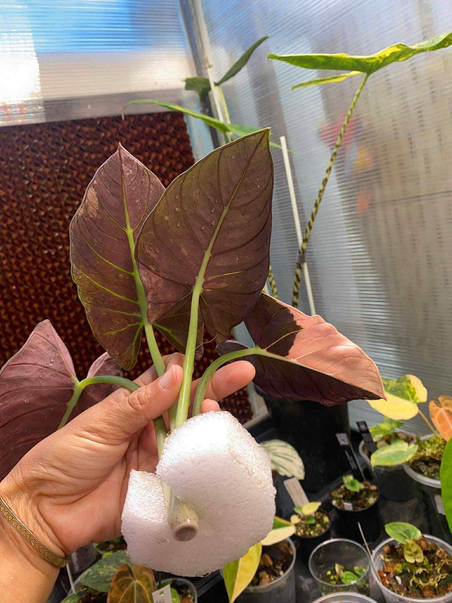 Alocasia Reginae Albo/Pink variegated *pre-order import*