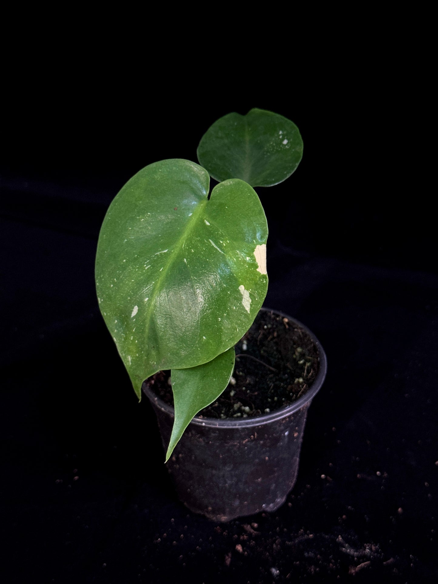 Monstera Thai Constellation *SPECIAL PICK*