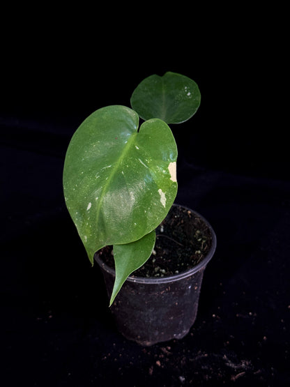 Monstera Thai Constellation *SPECIAL PICK*