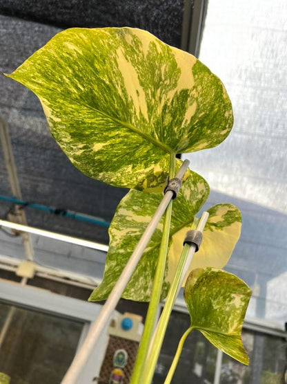 Monstera Creme Brulee *Import Pre-Order*