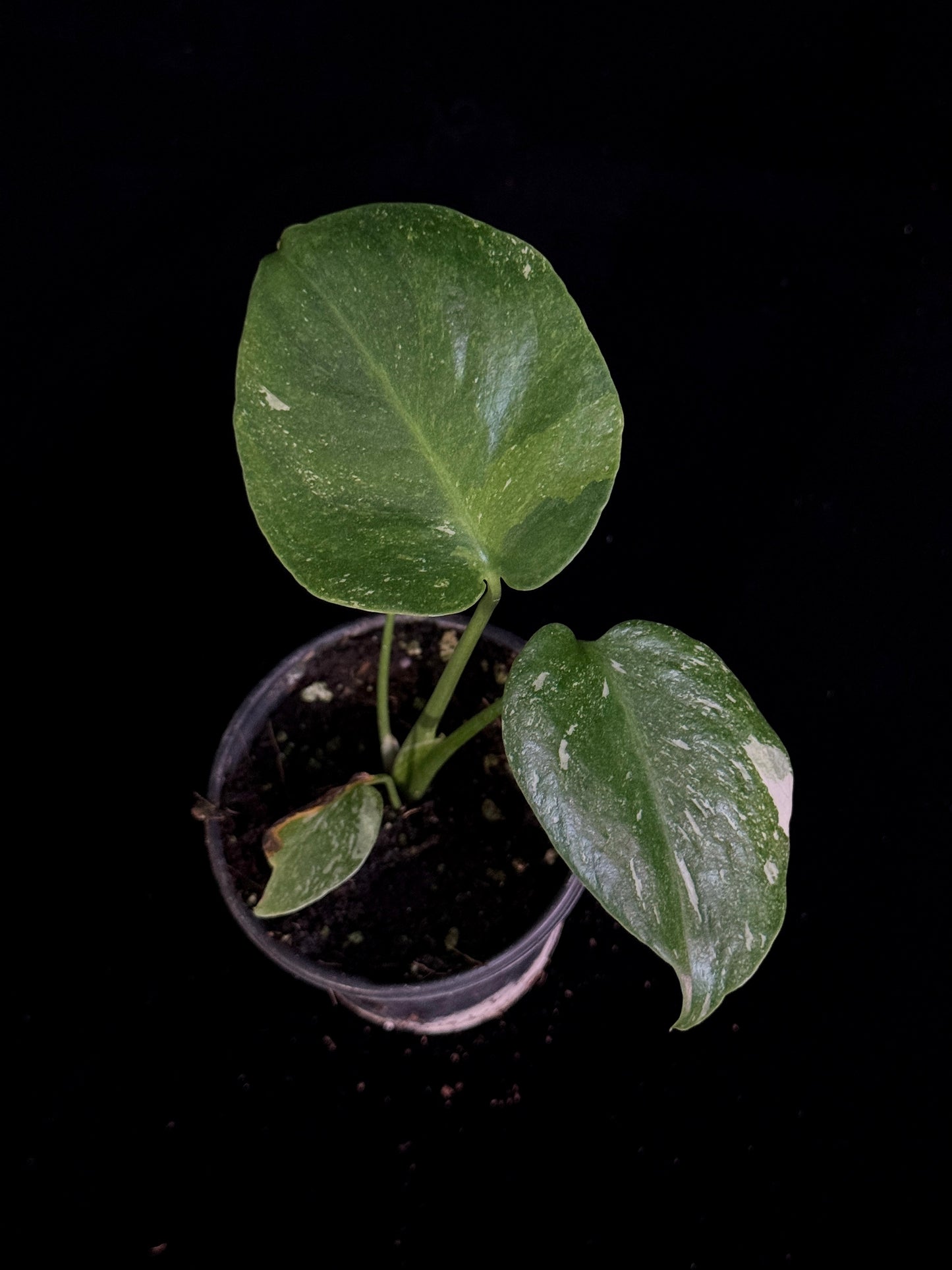 Monstera Thai Constellation *SPECIAL PICK*